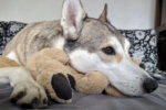 Wylie. Energetic Husky Cross Dog Has Found Perfect New Home 