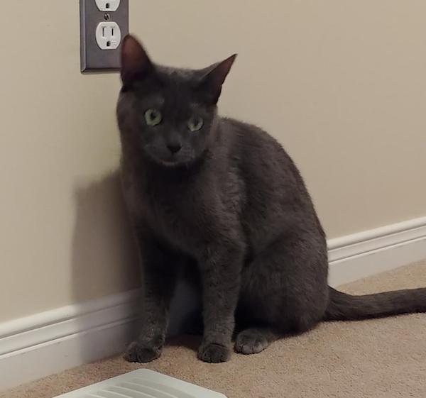 warmies blue cat