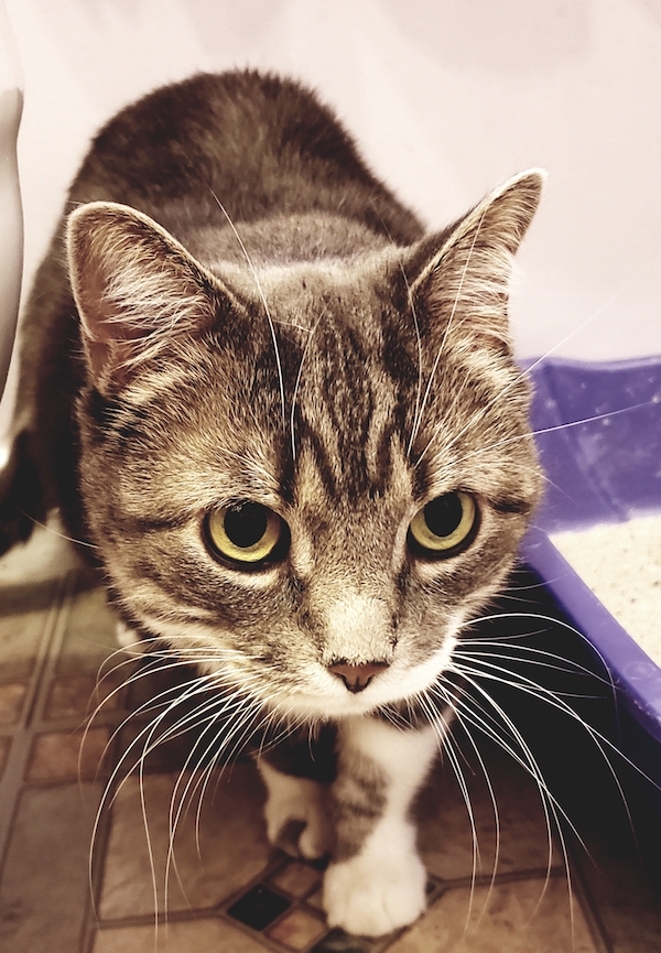 Manson. Cat for adoption. Durham Region, Toronto GTA