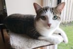 Bobbi. Young Cat Finds His New Forever Home 