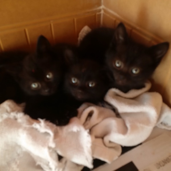 Black beauty kittens for adoption