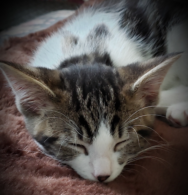 Leaf. Rescue kitten in need of loving home. Toronto Durham Region GTA