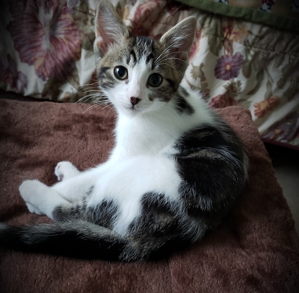 Leaf. Rescue kitten in need of loving home. Toronto Durham Region GTA