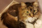 Bellah. Stunning, Sweet Cat Finds Her New Home 