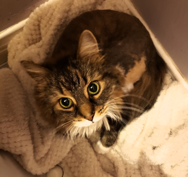 Bellah. Cat for adoption. Toronto Durham
