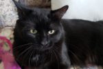 Divo. Young, Talkative And Affectionate Cat Has Found A New ..