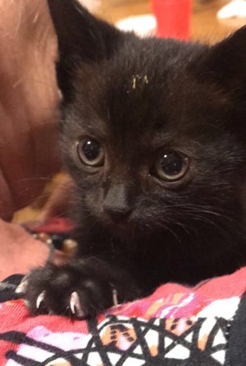 Tina. Kitten for adoption