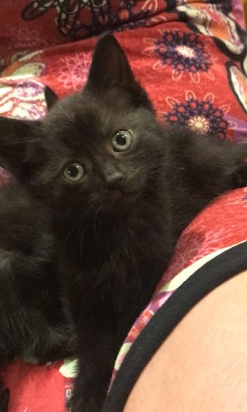 Mollie. kitten for adoption