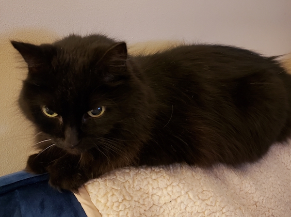 Tammy. Cat for adoption. Declawed. Toronto Durham GTA