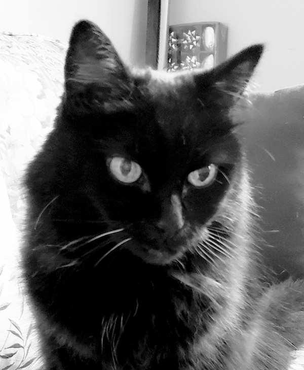 Tammy. Cat for adoption. Declawed. Toronto Durham GTA