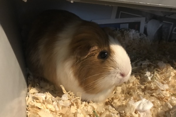 Squiggles. Guinea Pig needs new home. Guinea pig Adoption