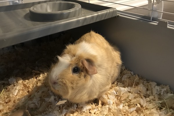 Tiny. Guinea Pig needs new home. Guinea pig Adoption