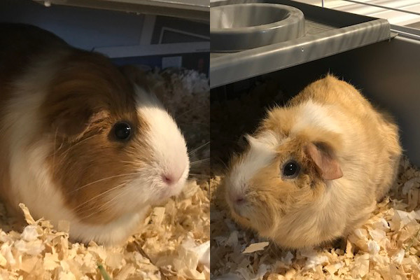 Tiny and Squiggles. Guinea Pigs need new home urgently