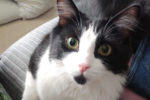 Oreo. Affectionate, Declawed, Male Cat Finds His New Home 