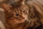Rocky. Affectionate, Male, Declawed Companion Cat Finds New Home 