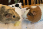 Cinnamon And Honey. Young, Sociable Guinea Pigs – ADOPTED 