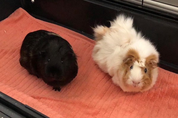 Elsa and Anna. Guinea pigs for adoption. Toronto, GTA