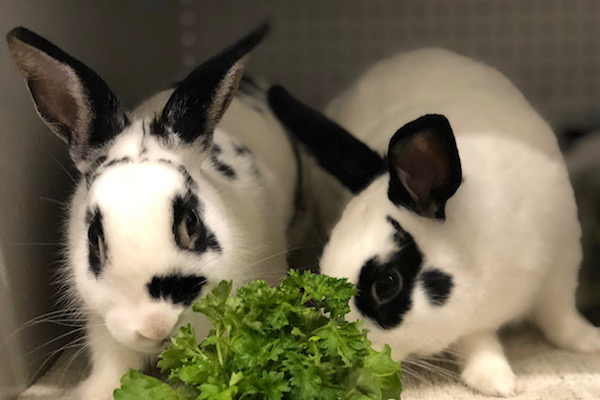 Tucker and Tie. Rabbits for adoption. toronto durham gta