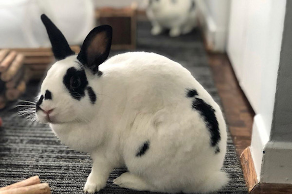 Tucker and Tie. Rabbits for adoption. toronto durham gta