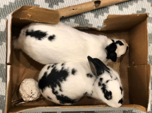 Tucker and Tie. Rabbits for adoption. toronto durham gta