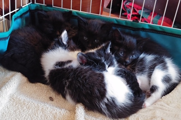 Rescue kittens for adoption Toronto GTA