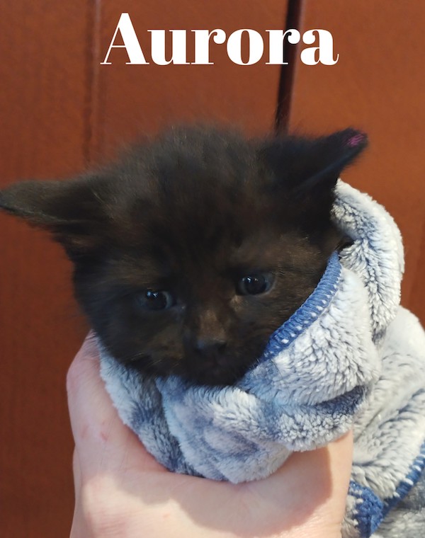 Rescue kitten named Aurora, for adoption