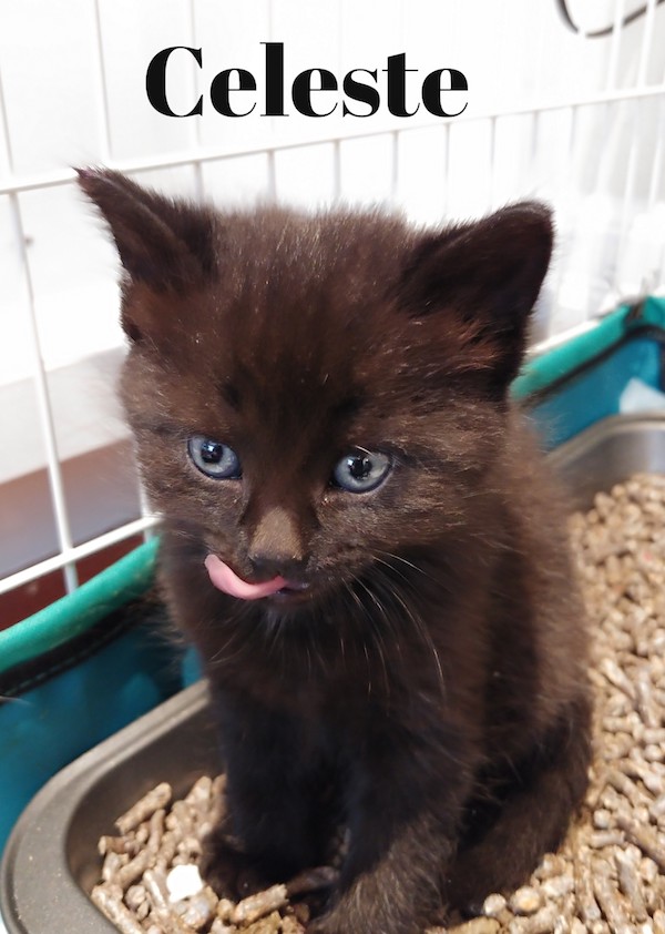 Rescue kitten named Celeste for adoption.