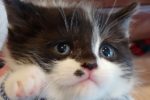 Clara. Fun-Loving Rescue Kitten Finds Fun New Home 