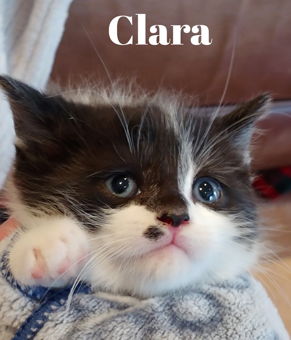 Rescue kitten named Clara, for adoption Toronto GTA