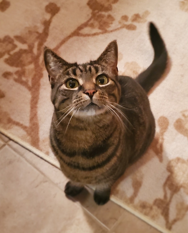 Sage. cat for adoption. toronto durham region gta