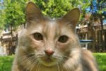 Scarlet. Endearing, Playful, Female Cat Finds A Loving New Home 