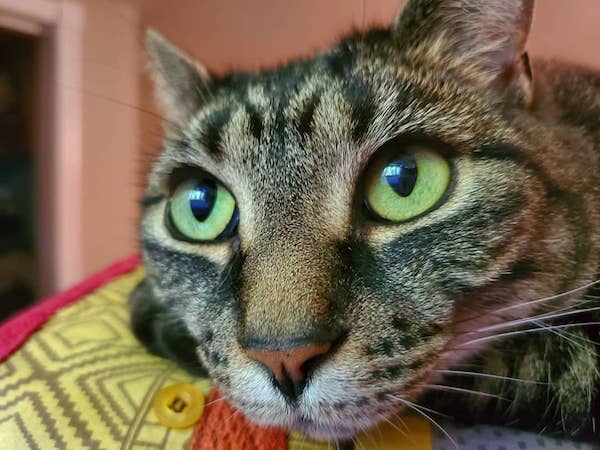 Sage. cat for adoption. toronto durham region gta