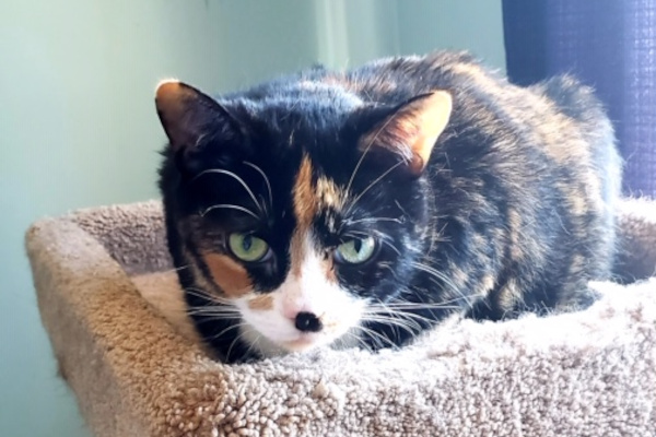 Molly. Affectionate, Female Cat Finds Her New Home