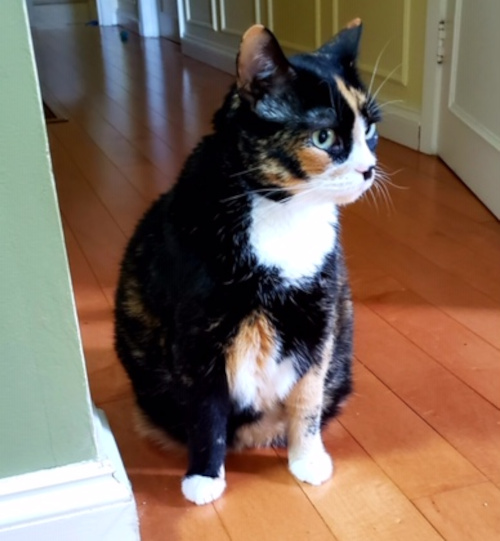 Mya. Cat for adoption. Toronto, Durham Region GTA pet adopt, rescue