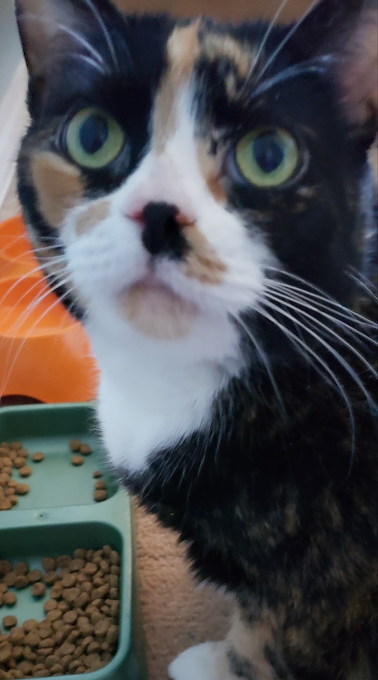 Mya. Calico cat for adoption, Toronto GTA