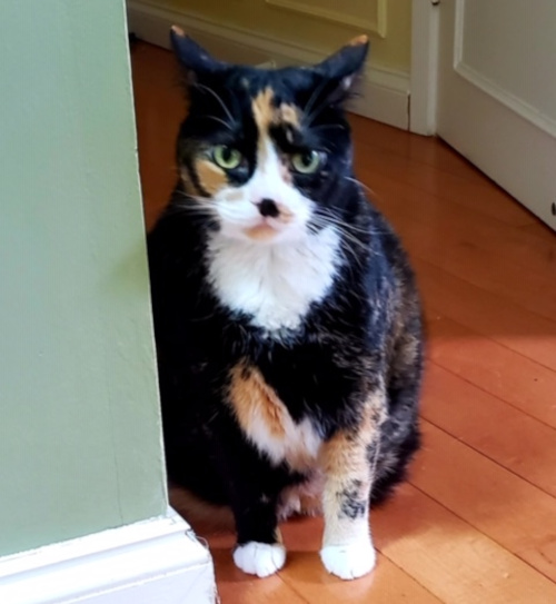 Mya. Cat for adoption. Toronto, Durham Region GTA pet adopt, rescue