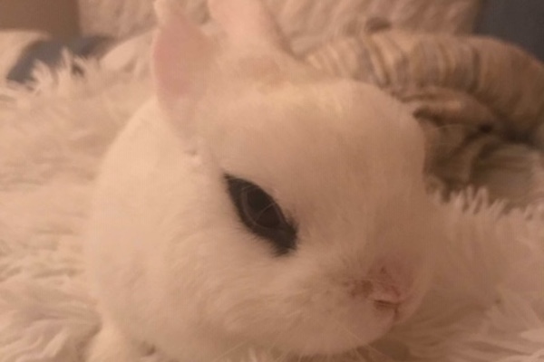 Norma. Hotot rabbit for adoption