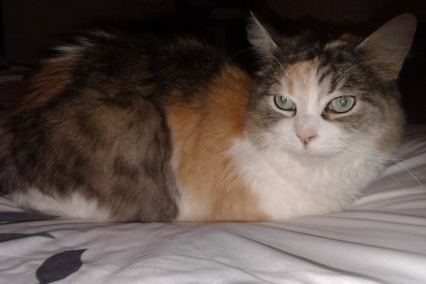 Patches. Beautiful Calico Cat For Adoption Oasis Animal Rescue and