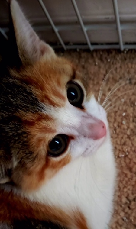 Peanut . Rescue kitten for adoption, Toronto Durham GTA