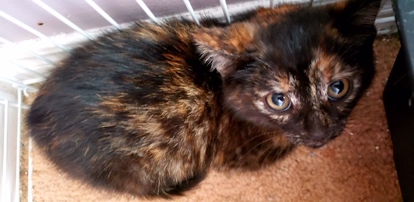 Smudgy. Rescue kitten, female, for adoption, Toronto GTA, Durham Region