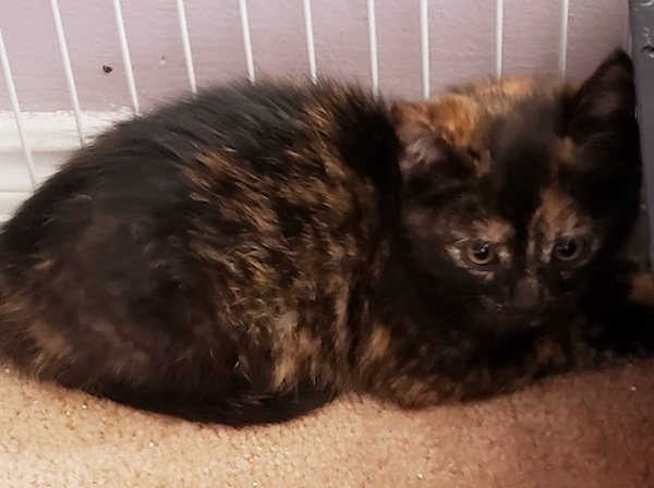 Smudgy. Rescue kitten, female, for adoption, Toronto GTA, Durham Region