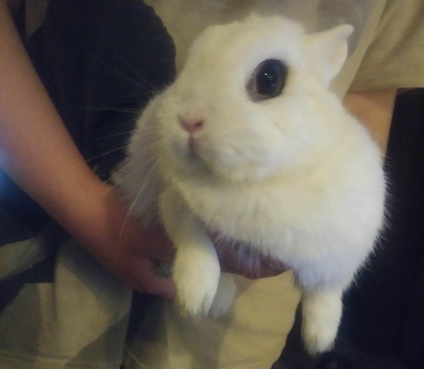 Snow Pea. Hotot, dwarf rabbit for adoption