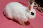 Snow Pea. Young Dwarf Hotot Bunny Has Found A New ..