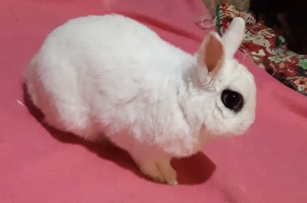 Snow Pea. Hotot, dwarf rabbit for adoption