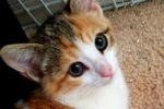 Peanut. Rescue Kitten Has Found Loving Forever Home 