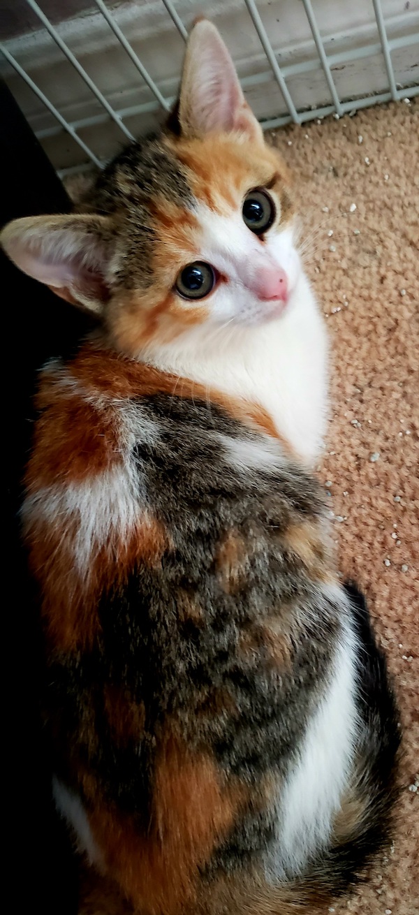 Peanut . Rescue kitten for adoption, Toronto Durham GTA