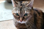July. Absolute Sweetheart Senior Cat Has Been Adopted 