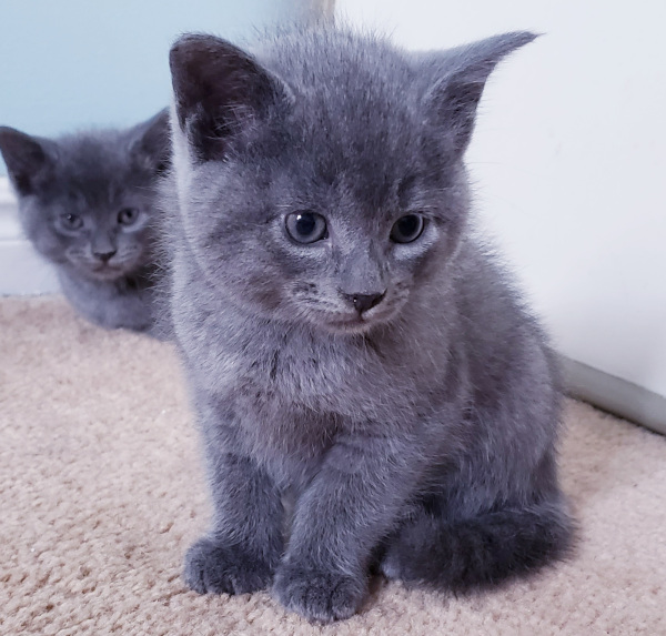 Poppy & DJSuki - rescue kittens for adoption