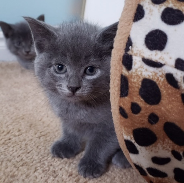 Poppy & DJSuki - rescue kittens for adoption