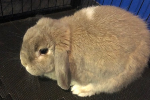 Sydney. Holland Lop Rabbit for adoption